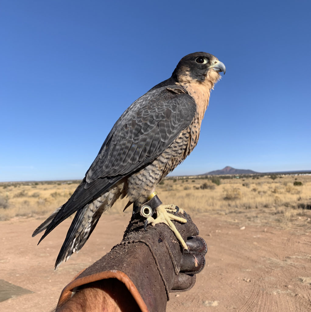 FREE morning falconry demonstration when you camp with us!